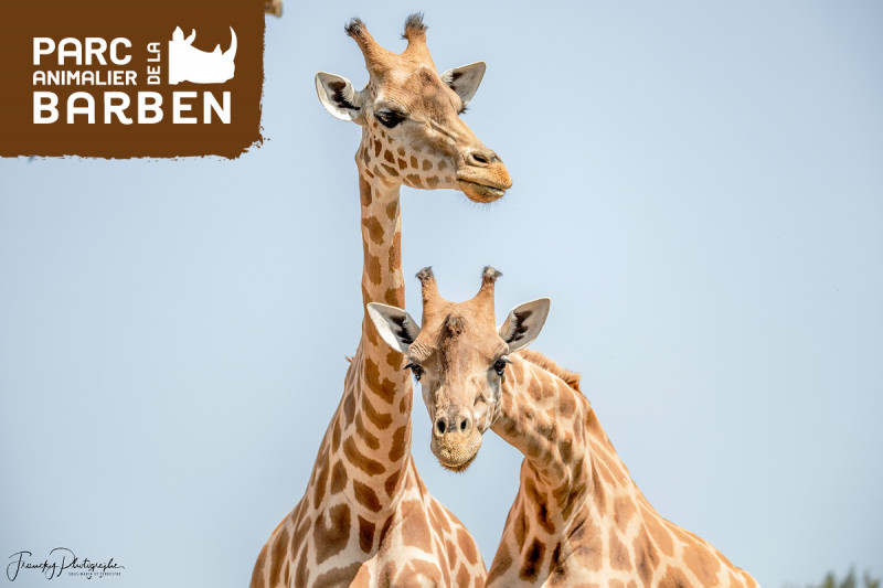 Girafes au Parc animalier de la Barben Deux girafes photographiées côte à côte au Parc animalier de la Barben, l'une dressant son long cou tandis que l'autre regarde vers l'objectif.