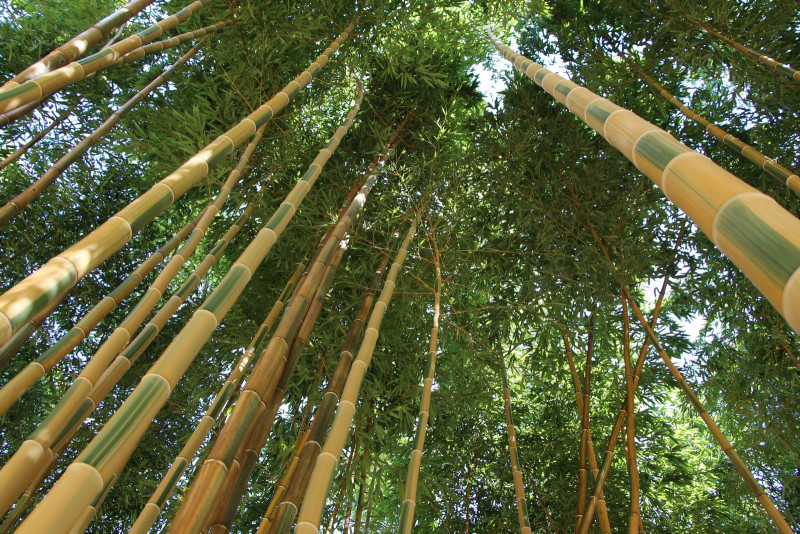 22437-bamboos-in-provence-eyragues-bamboos-22467-23689 22437-bamboos-in-provence-eyragues-bamboos-22467-23689