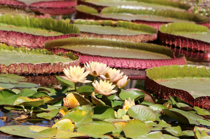 22438-bamboos-in-provence-eyragues-water Lilies-22468-23690 22438-bamboos-in-provence-eyragues-water Lilies-22468-23690