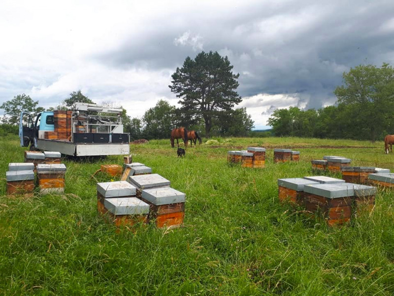 hives with occitan honey